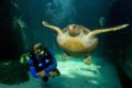 Top 5 New Things To Do In Cape Town With Your Family