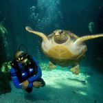 Top 5 New Things To Do In Cape Town With Your Family