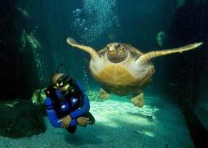 Top 5 New Things To Do In Cape Town With Your Family