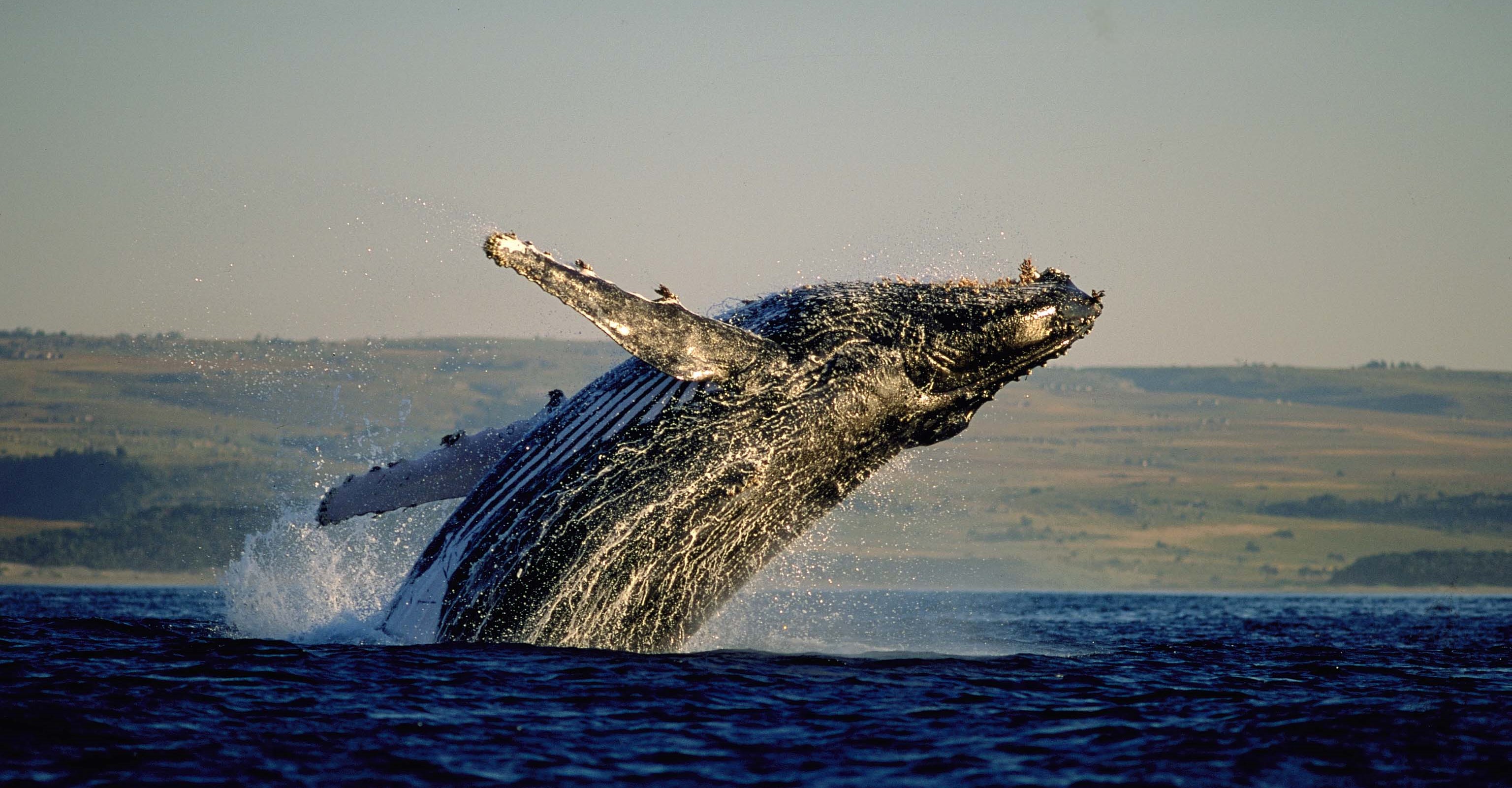 things-to-do-cape-town-winter-whale-watching
