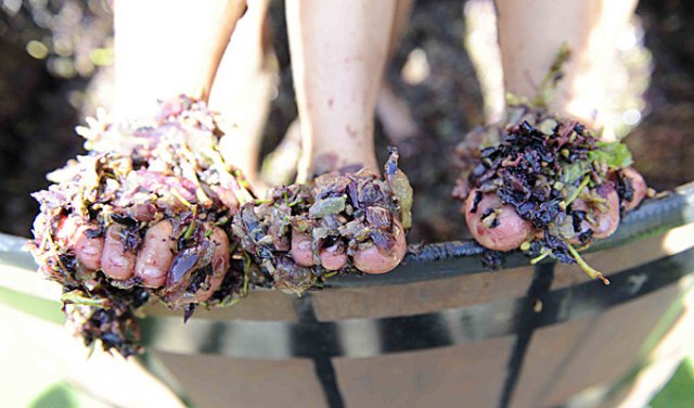 cape-town-attractions-wine-stomp